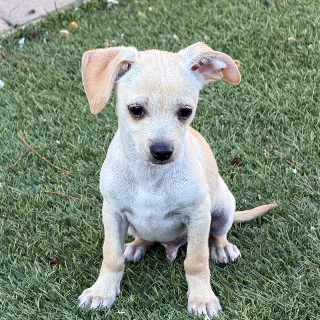 Enlarge Blizzard, a Adoptable mixed breed in Sacramento, CA image 2/6