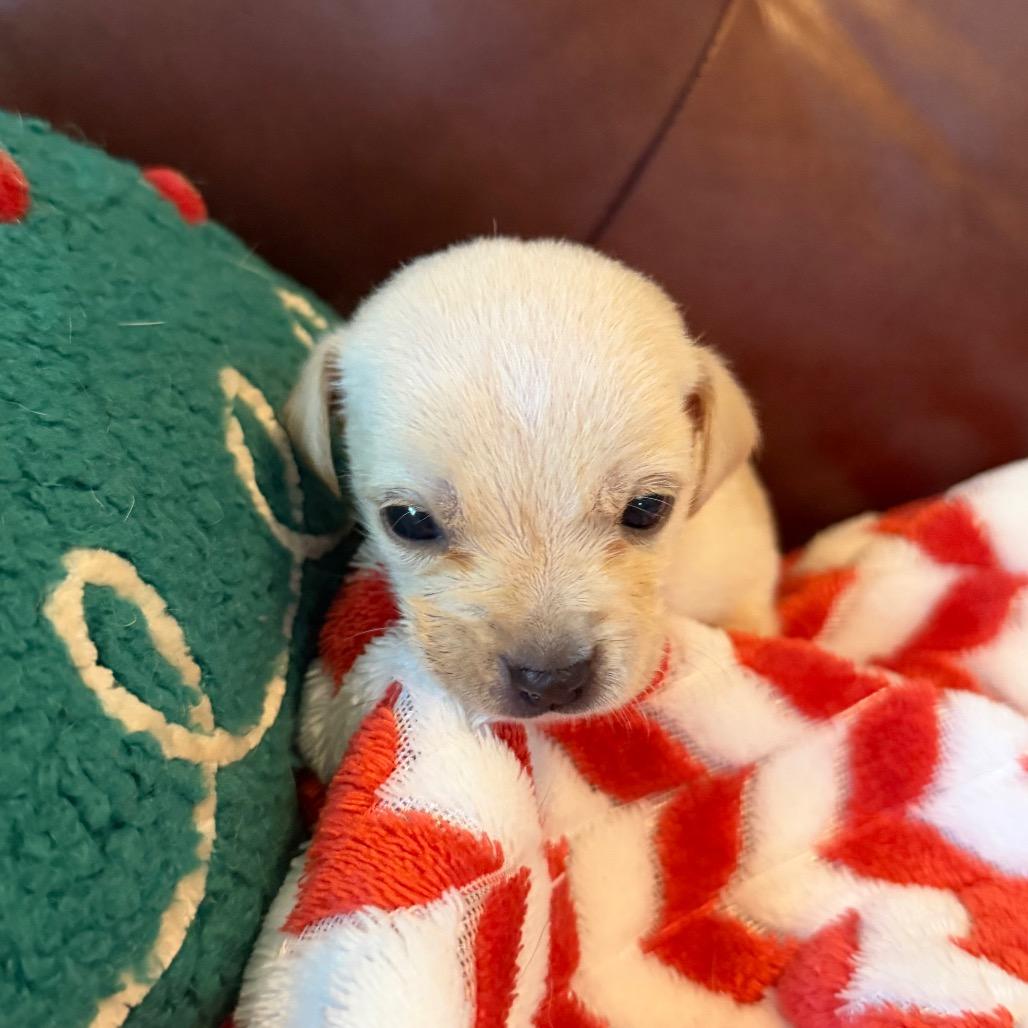 Blizzard, a Adoptable mixed breed in Sacramento, CA image 2/4