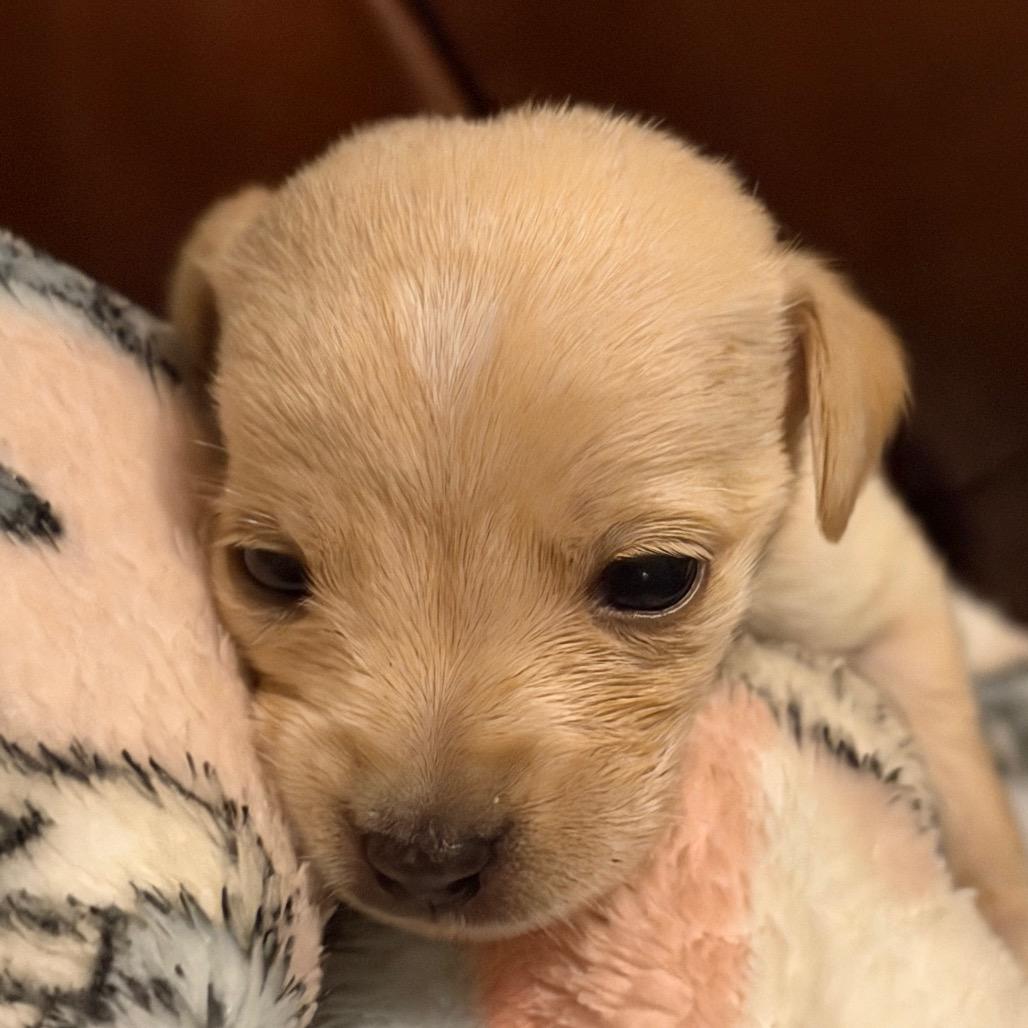 Blizzard, a Adoptable mixed breed in Sacramento, CA image 3/4