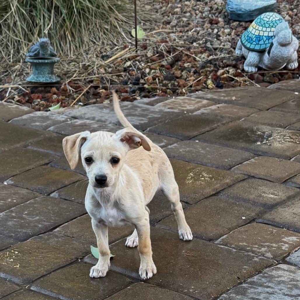 Enlarge Blizzard, a Adoptable mixed breed in Sacramento, CA image 5/6