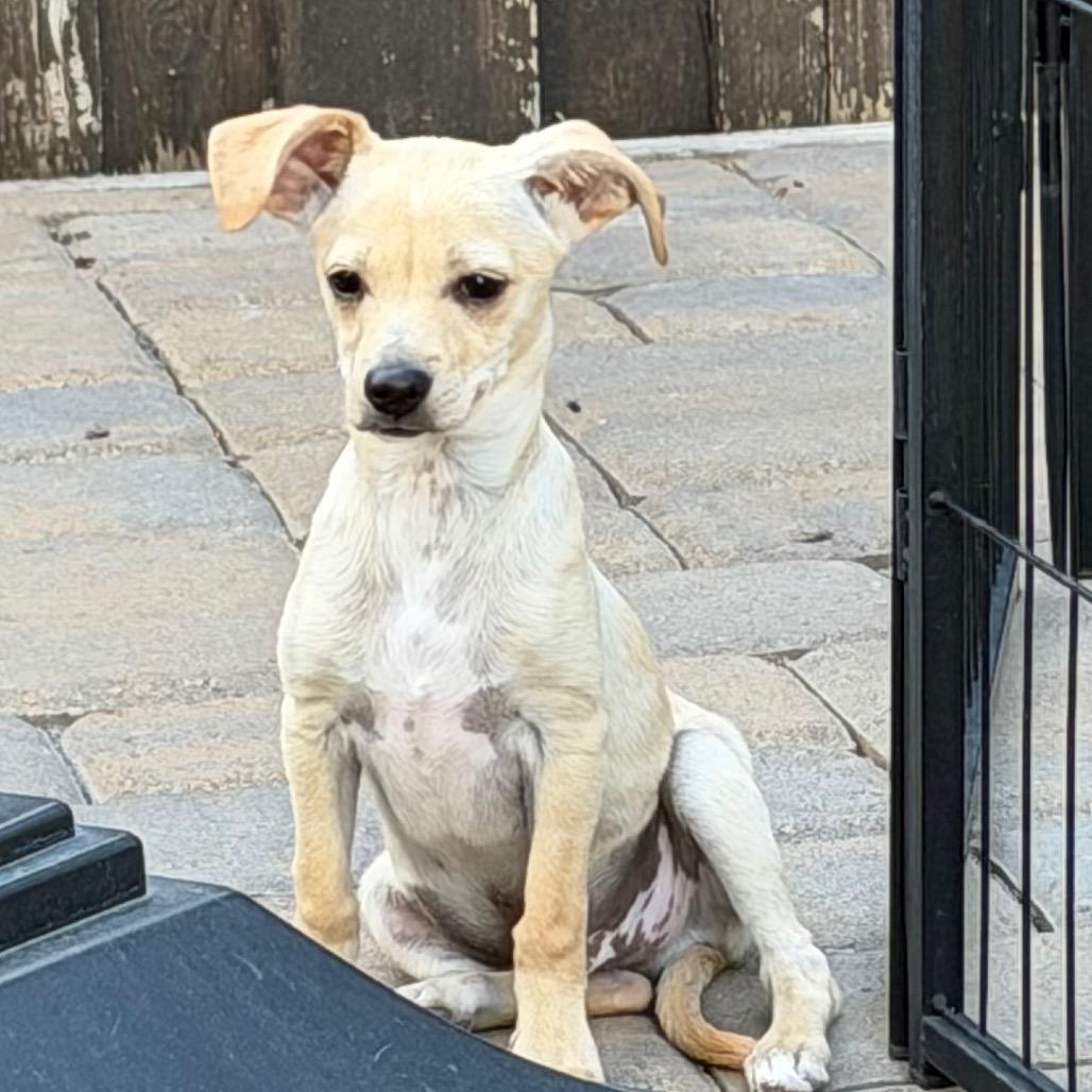 Enlarge Blizzard, a Adoptable mixed breed in Sacramento, CA image 5/6