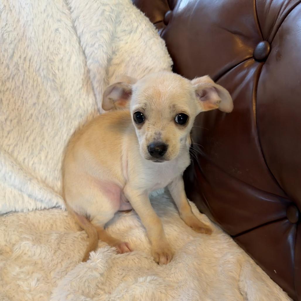 Blizzard, a Adoptable mixed breed in Sacramento, CA image 4/4