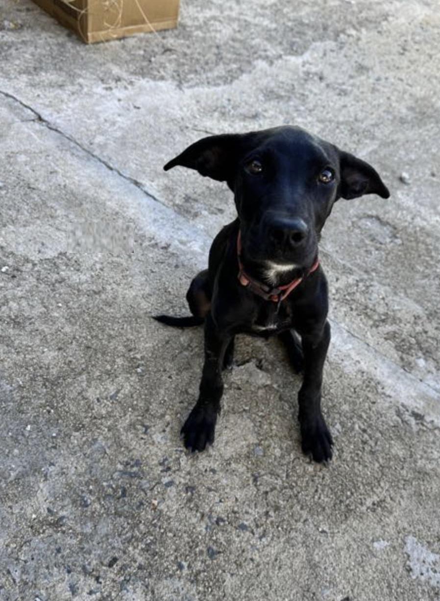 Enlarge Lolo, a ADOPTABLE mixed breed in Orlando, FL image 3/5