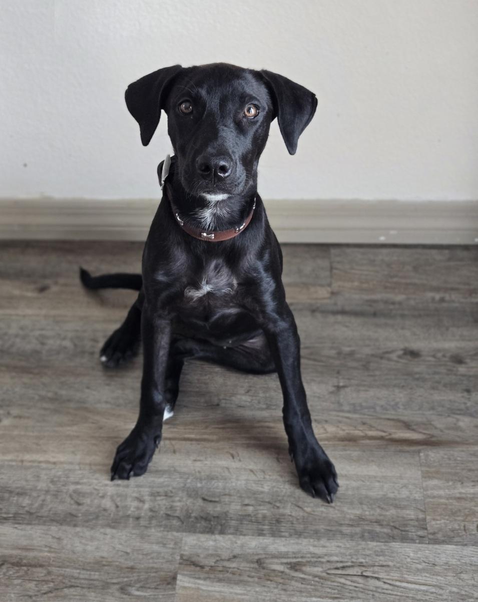 Lolo, a ADOPTABLE mixed breed in Orlando, FL image 2/6