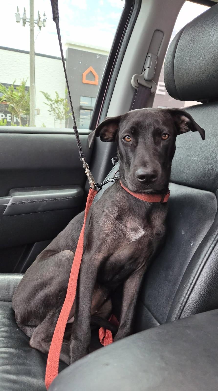 Lolo, a ADOPTABLE mixed breed in Orlando, FL image 3/6