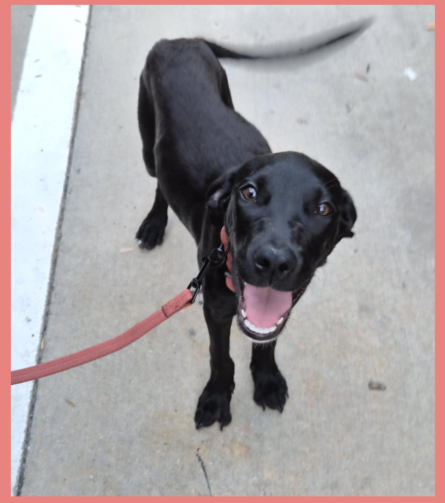 Lolo, a ADOPTABLE mixed breed in Orlando, FL image 5/6