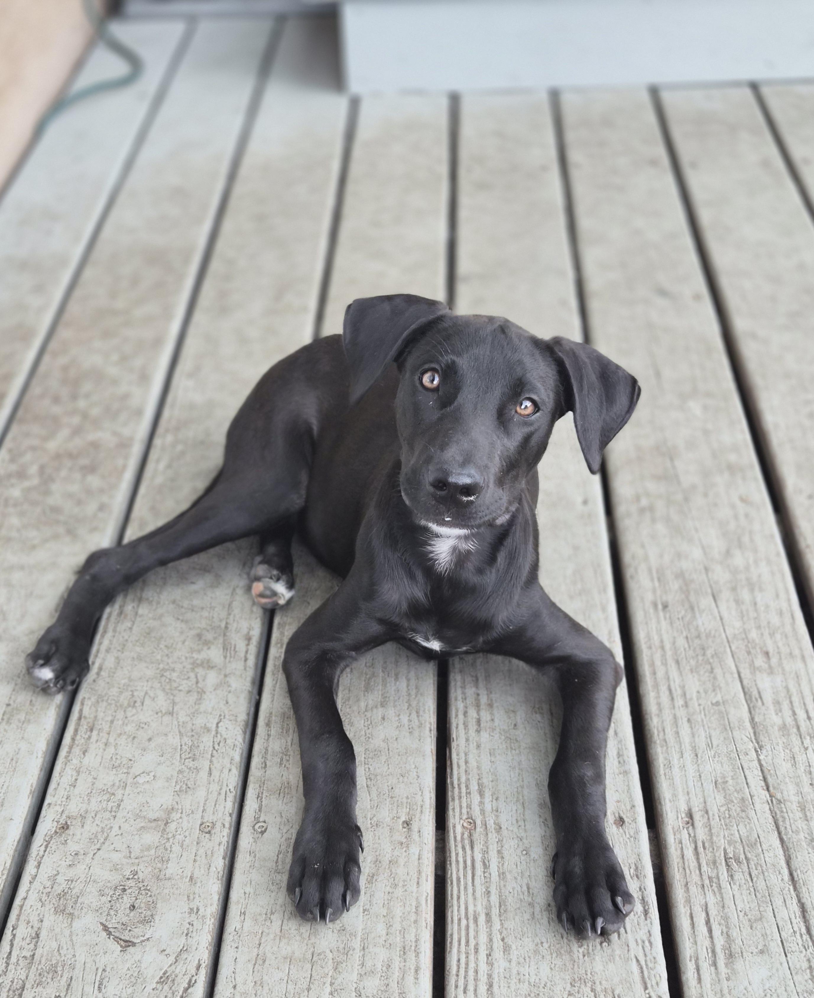 Lolo, a ADOPTABLE mixed breed in Orlando, FL image 3/6