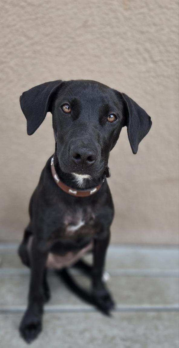 Lolo, ADOPTABLE, Puppy Female Doberman Pinscher & Retriever.