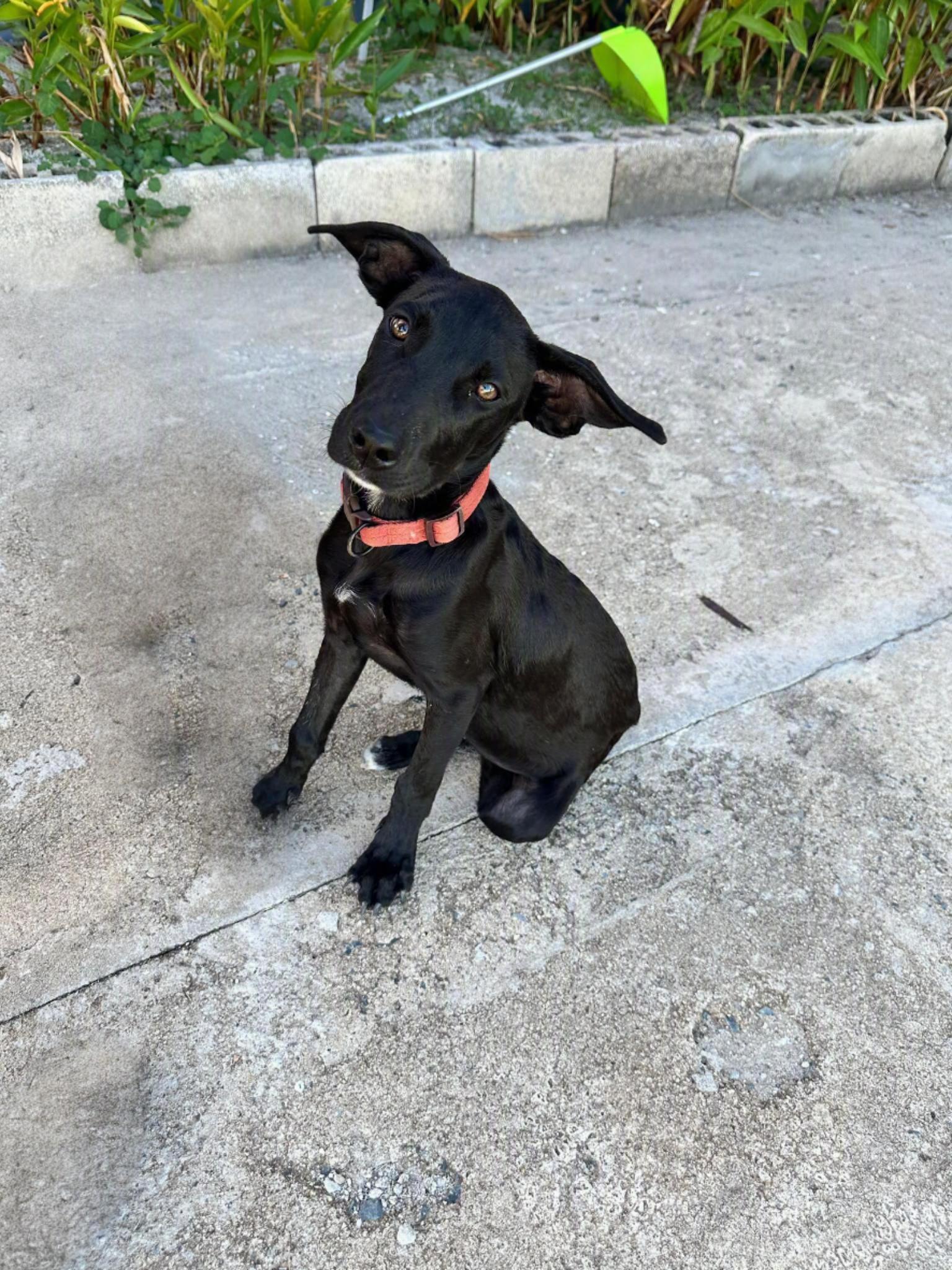 Enlarge Lolo, a ADOPTABLE mixed breed in Orlando, FL image 1/5