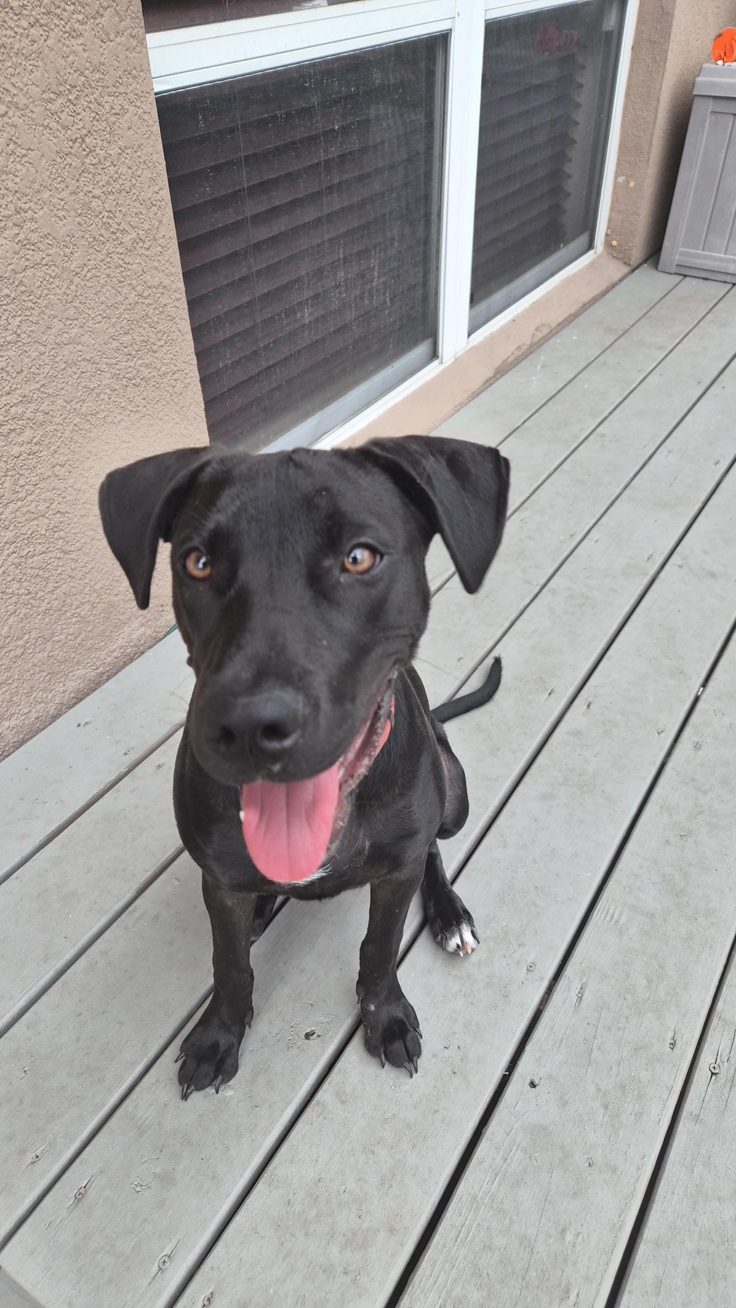 Lolo, ADOPTABLE, Puppy Female Retriever & Doberman Pinscher.