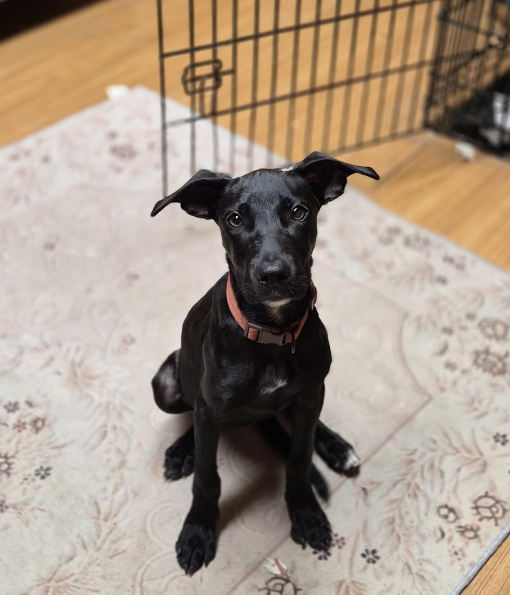 Lolo, ADOPTABLE, Puppy Female Retriever & Great Dane.