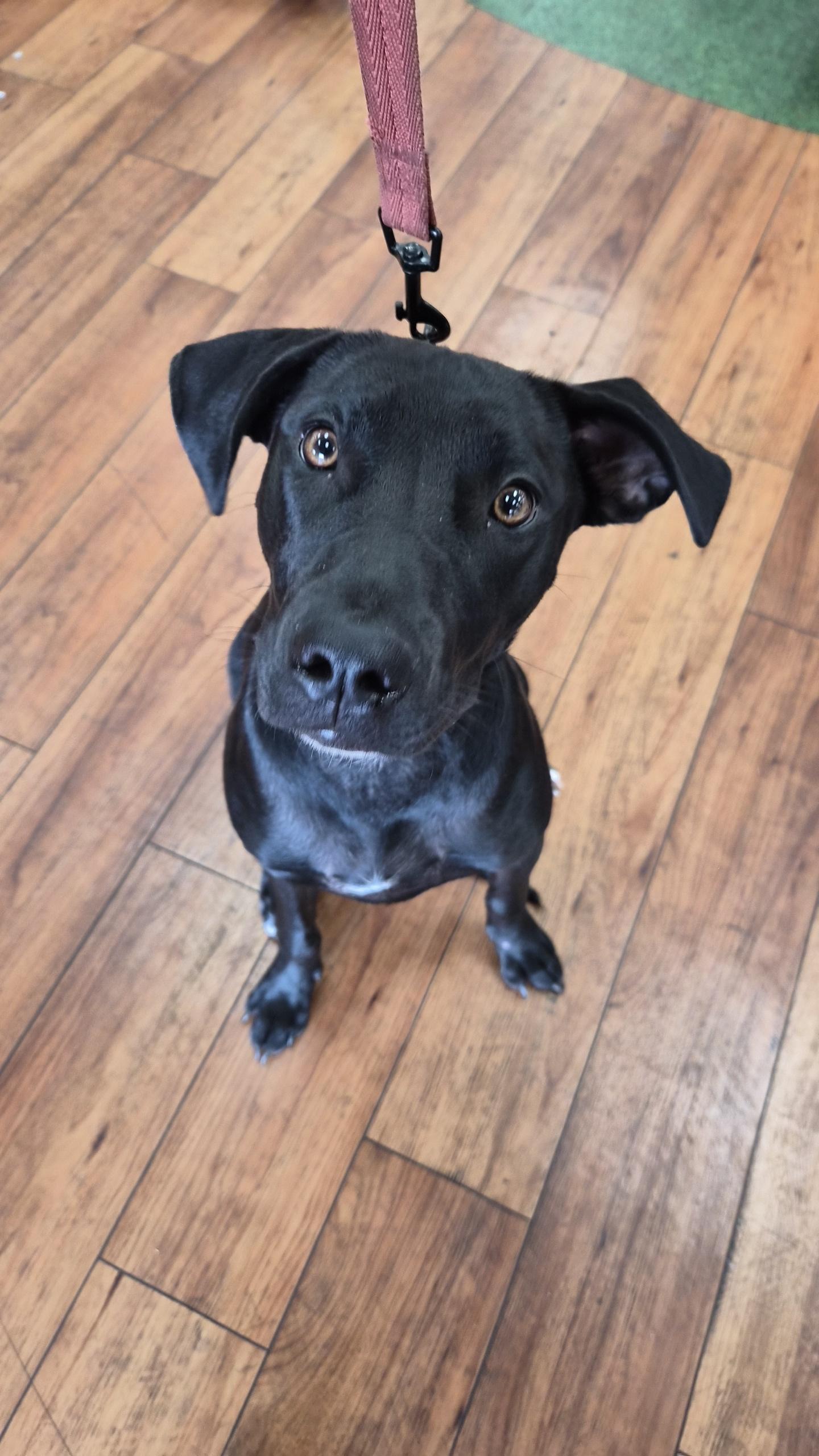 Lolo, a ADOPTABLE mixed breed in Orlando, FL image 2/6