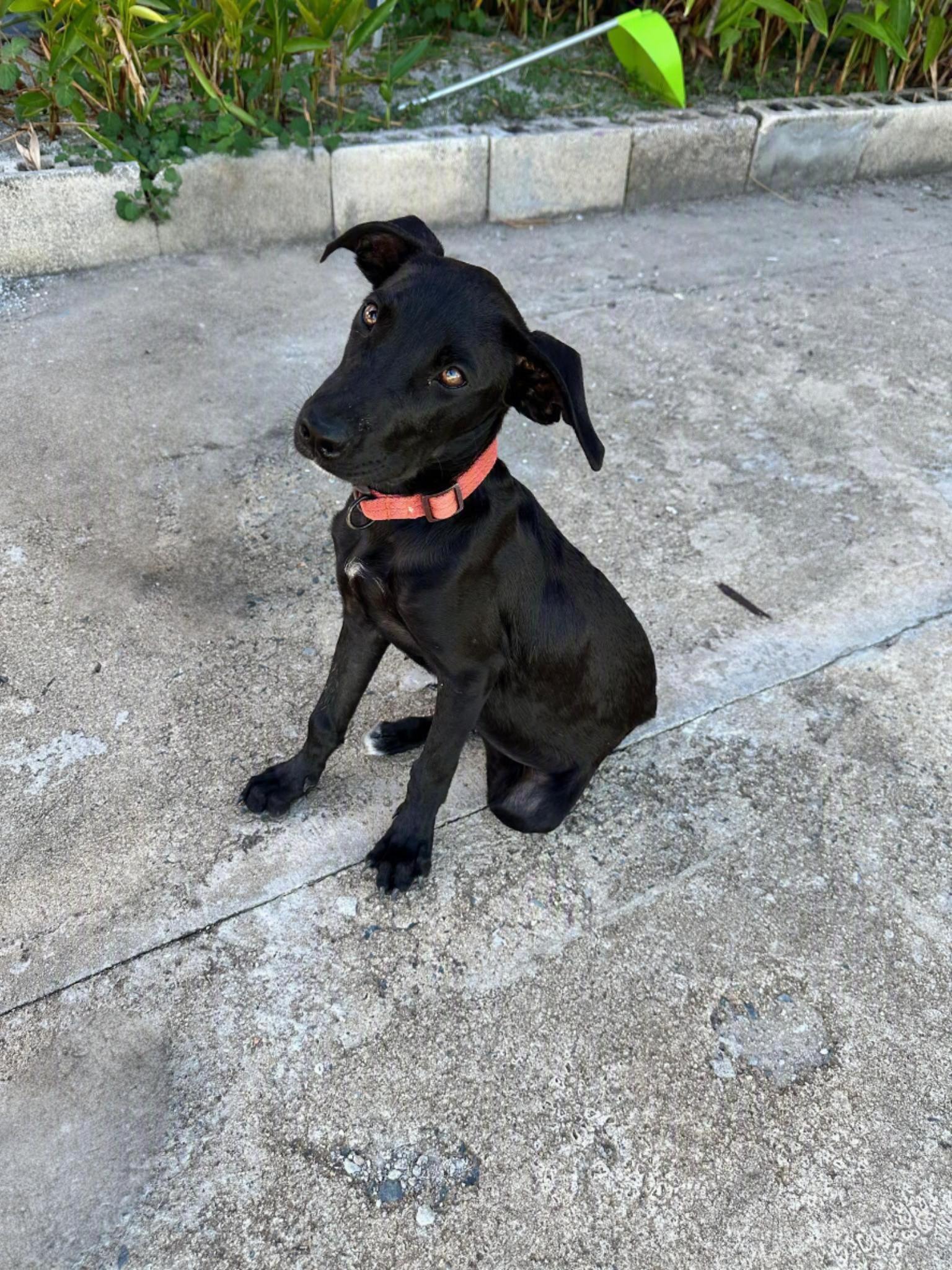 Enlarge Lolo, a ADOPTABLE mixed breed in Orlando, FL image 2/5