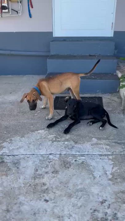 Enlarge Lolo, a ADOPTABLE mixed breed in Orlando, FL video 4/5