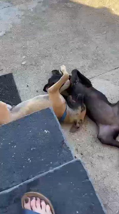 Enlarge Lolo, a ADOPTABLE mixed breed in Orlando, FL video 5/5