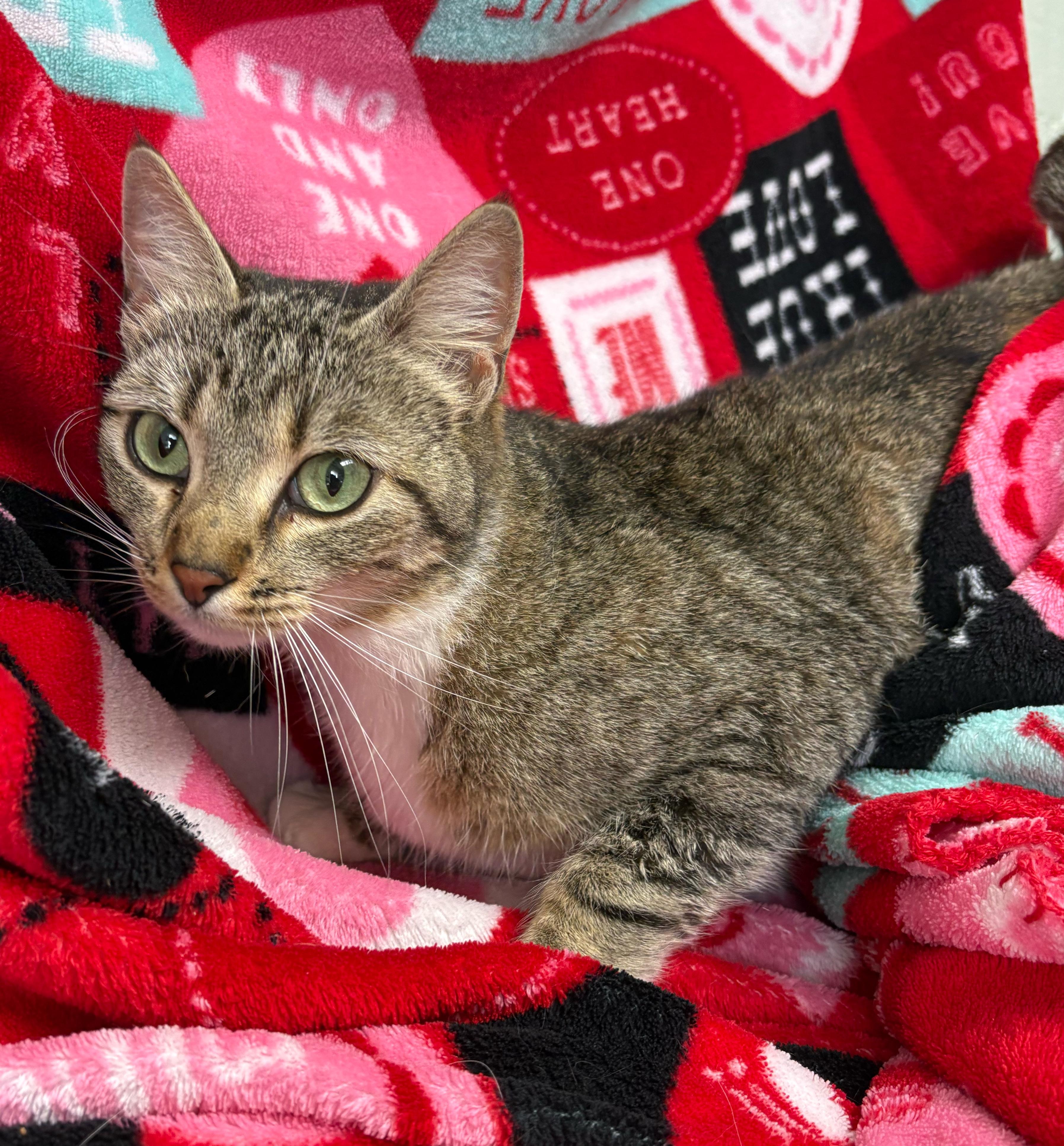 Zebra, an adopted Domestic Short Hair in Valdosta, GA image 1/2