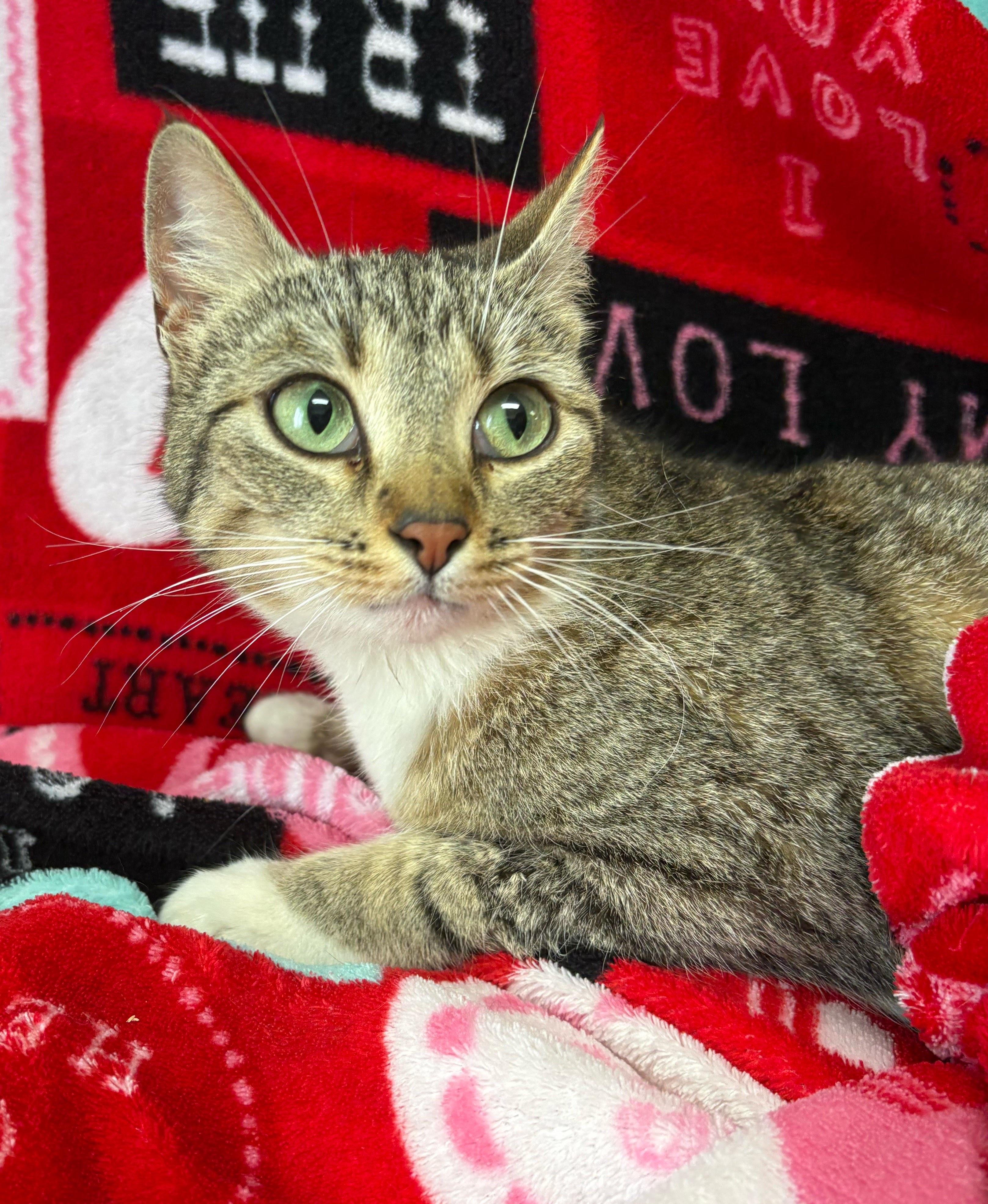 Zebra, an adopted Domestic Short Hair in Valdosta, GA image 2/2
