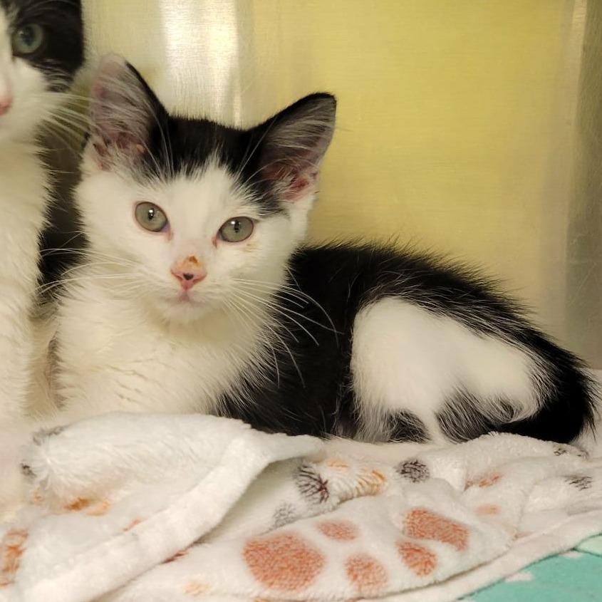 Bart, Adoptable, Kitten Male Domestic Short Hair.