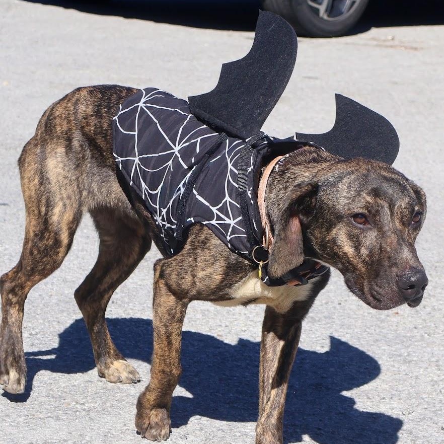 Bella, Adoptable, Young Female Mountain Cur.