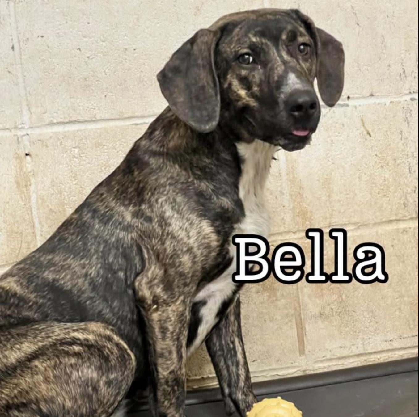 Enlarge Bella, a Adoptable mixed breed in Hollister, MO image 2/2