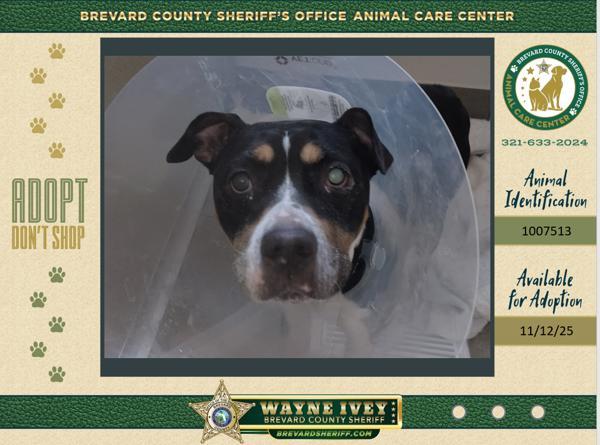 Enlarge Cassie, a Adoptable mixed breed in Melbourne, FL image 3/3