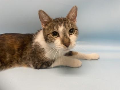 Dahlia, Adoptable, Adult Female Domestic Short Hair & Domestic Short Hair.