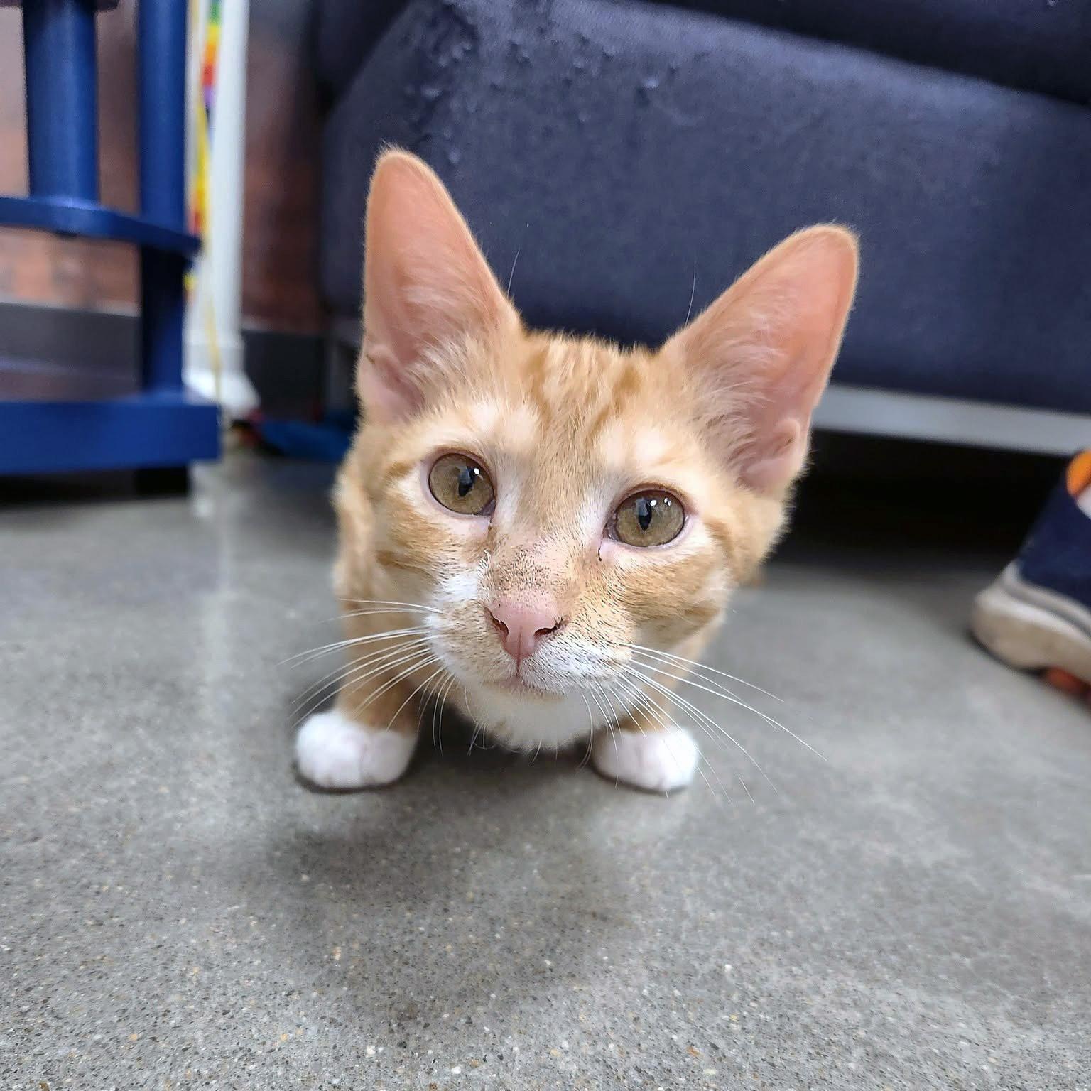 Toast, a ADOPTABLE Domestic Short Hair in Apex, NC image 3/6