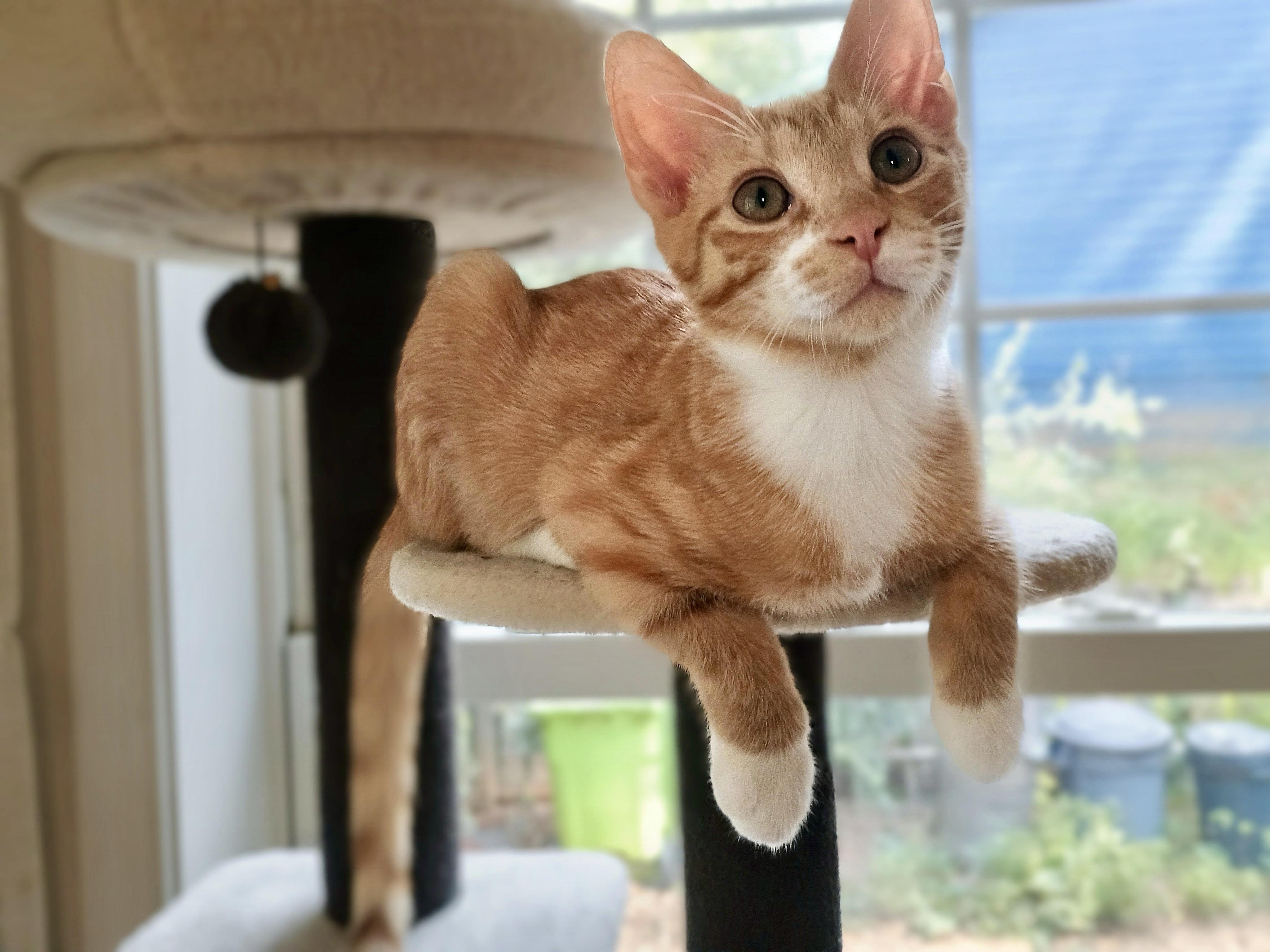 Enlarge Toast, a Adoptable Domestic Short Hair in Apex, NC image 5/6