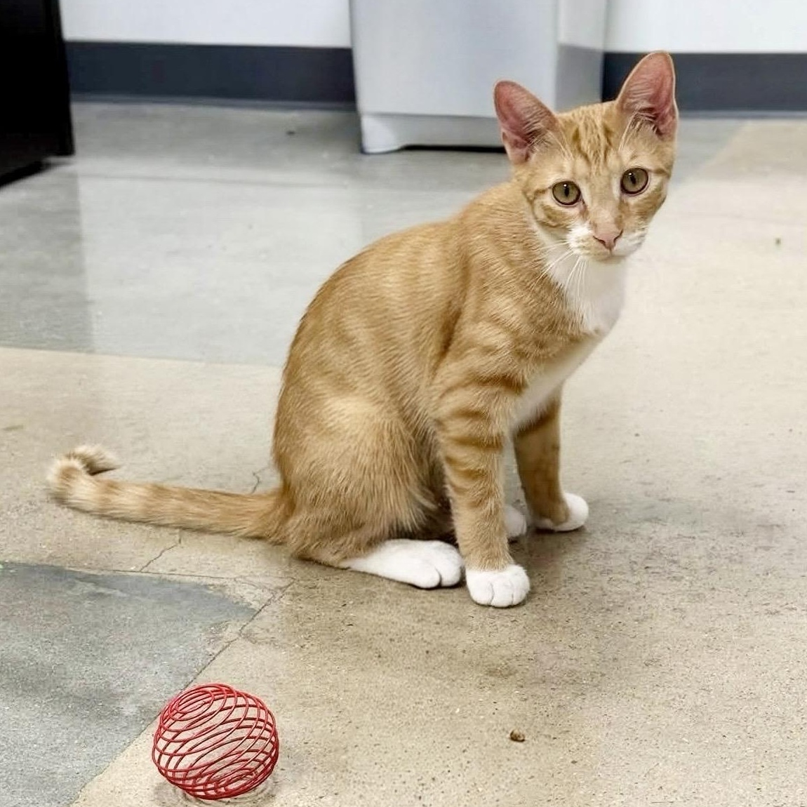 Toast, Adoptable, Kitten Male Domestic Short Hair.