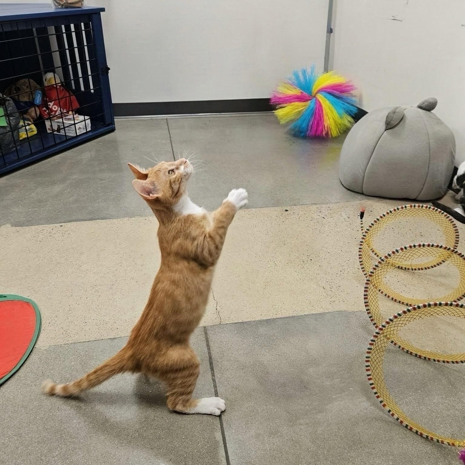 Enlarge Toast, a Adoptable Domestic Short Hair in Apex, NC image 6/6