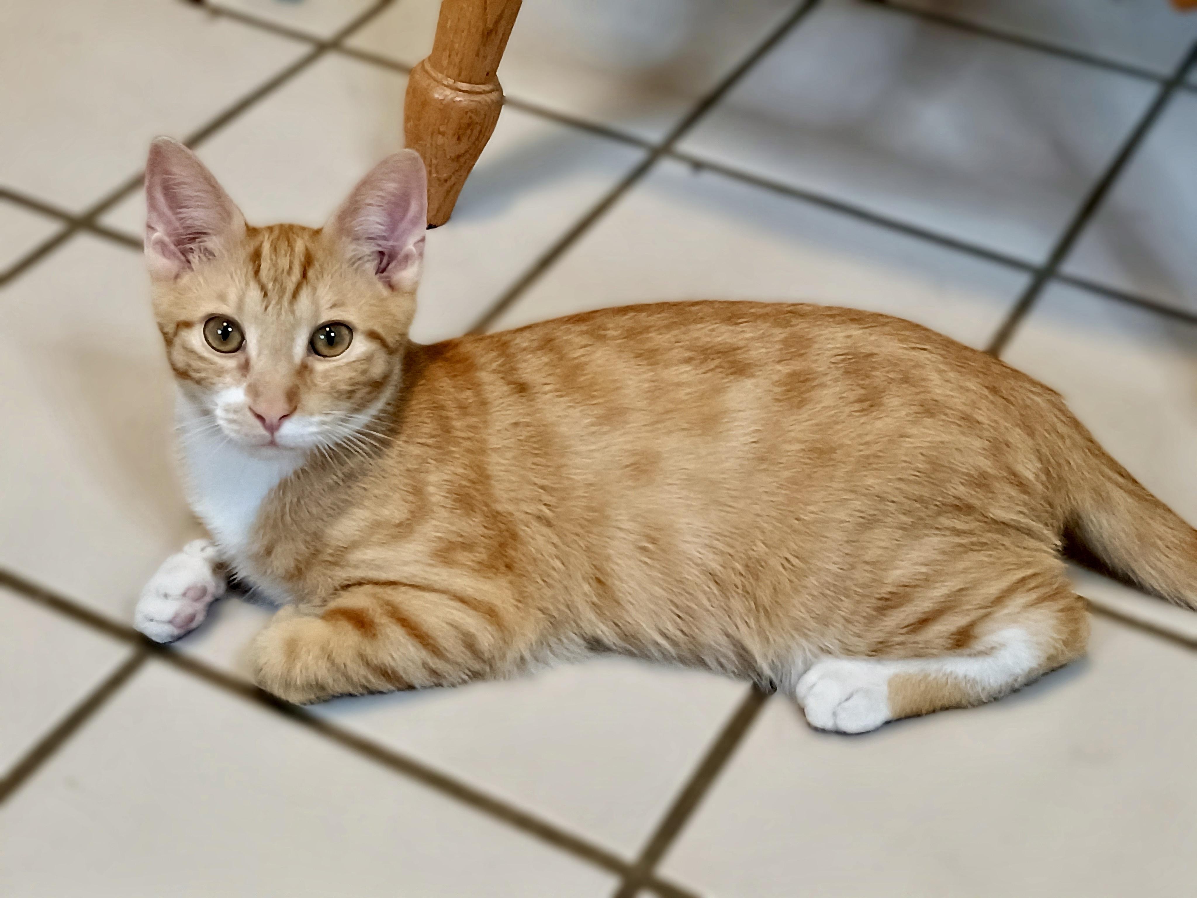 Toast, ADOPTABLE, Kitten Male Domestic Short Hair.