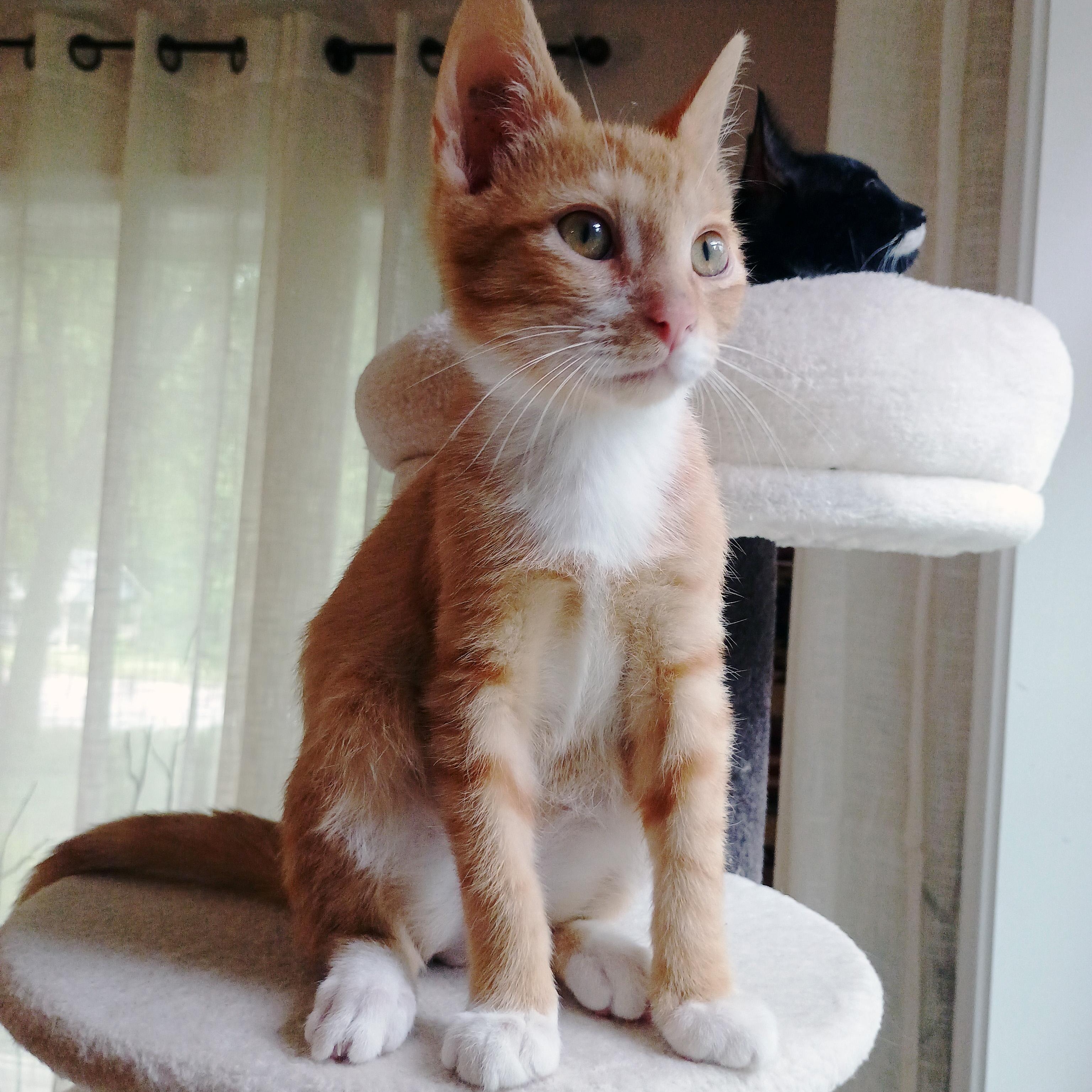 Toast, a ADOPTABLE Domestic Short Hair in Apex, NC image 5/6