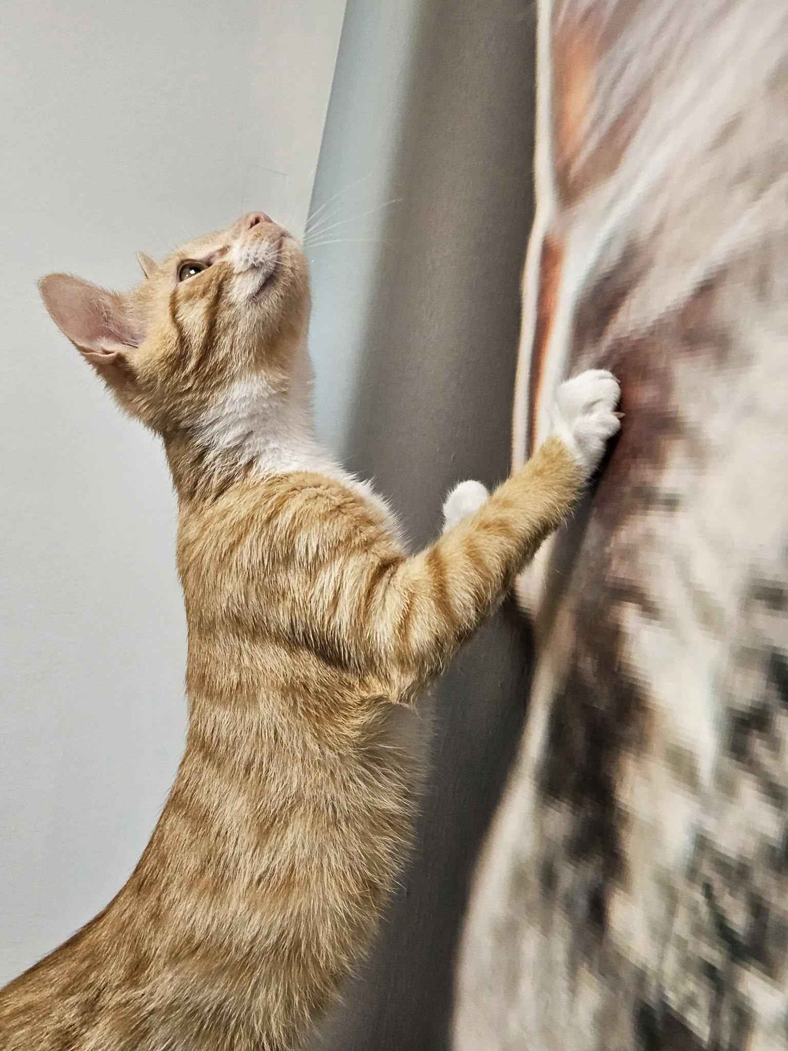 Toast, a ADOPTABLE Domestic Short Hair in Apex, NC image 6/6