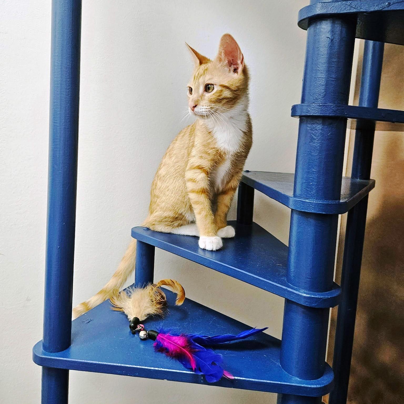 Toast, a ADOPTABLE Domestic Short Hair in Apex, NC image 2/6
