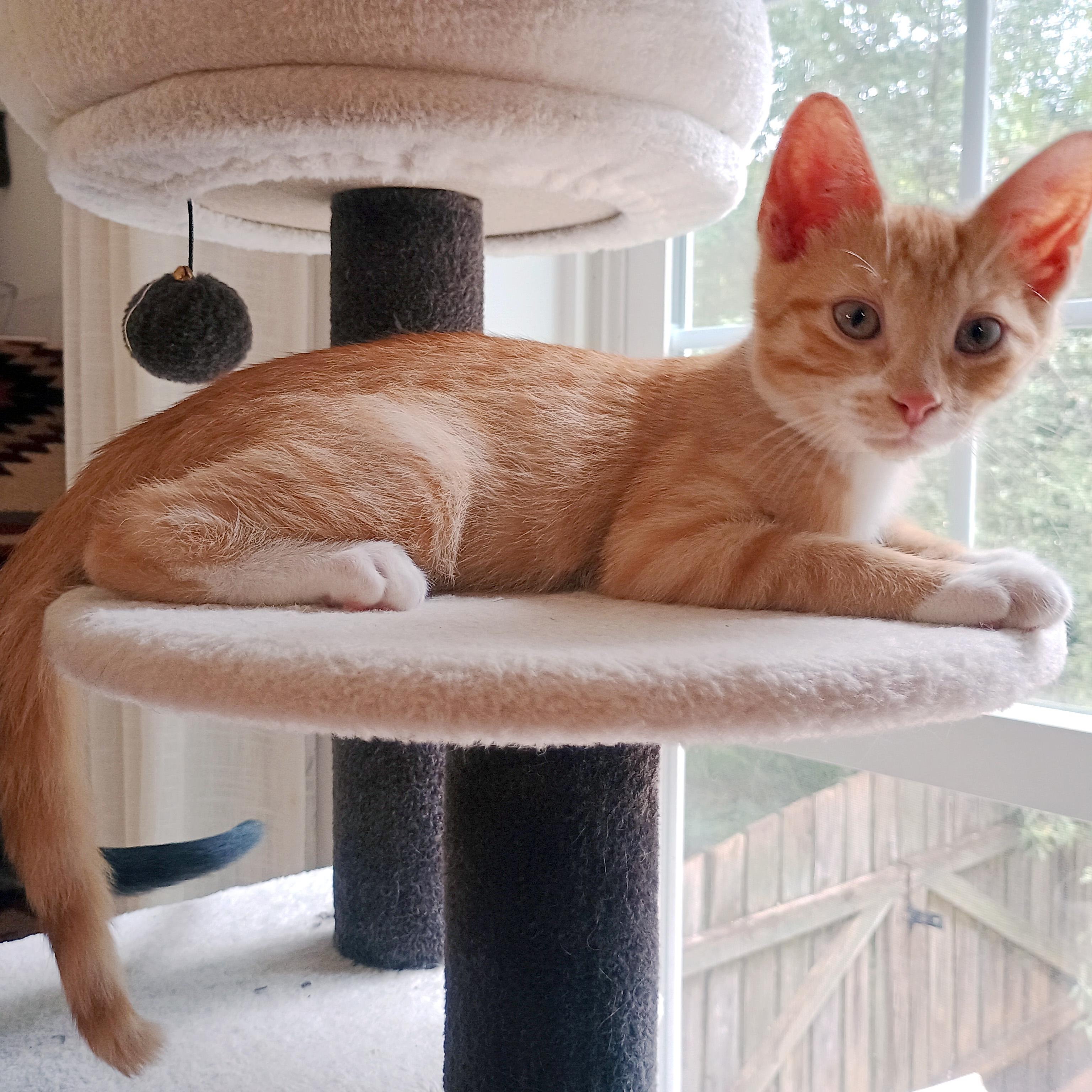 Toast, a ADOPTABLE Domestic Short Hair in Apex, NC image 4/6