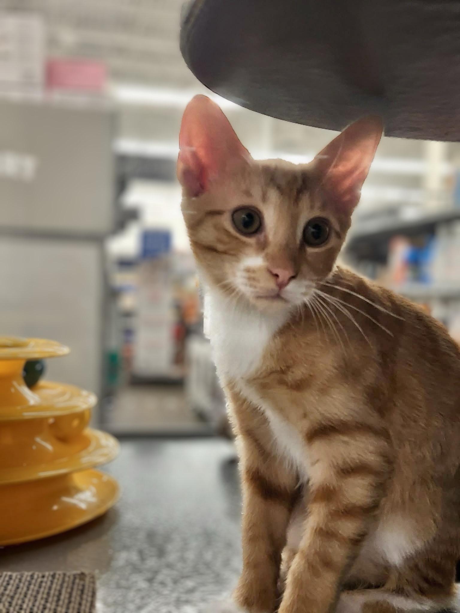 Toast, ADOPTABLE, Kitten Male Domestic Short Hair.
