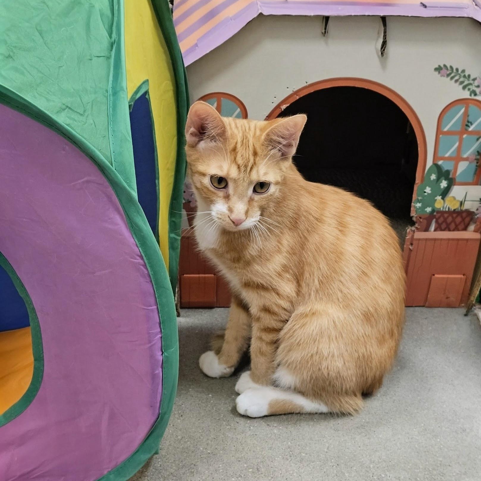 Enlarge Toast, a Adoptable Domestic Short Hair in Apex, NC image 2/6