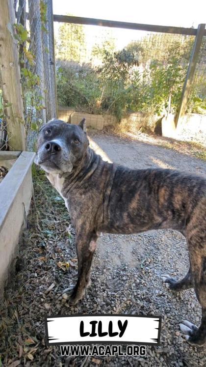 Enlarge Lily, a Adoptable mixed breed in Ashtabula, OH image 1/2