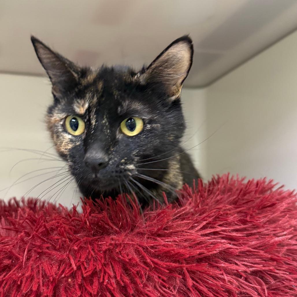 Lindsay, Adoptable, Adult Female Domestic Short Hair.