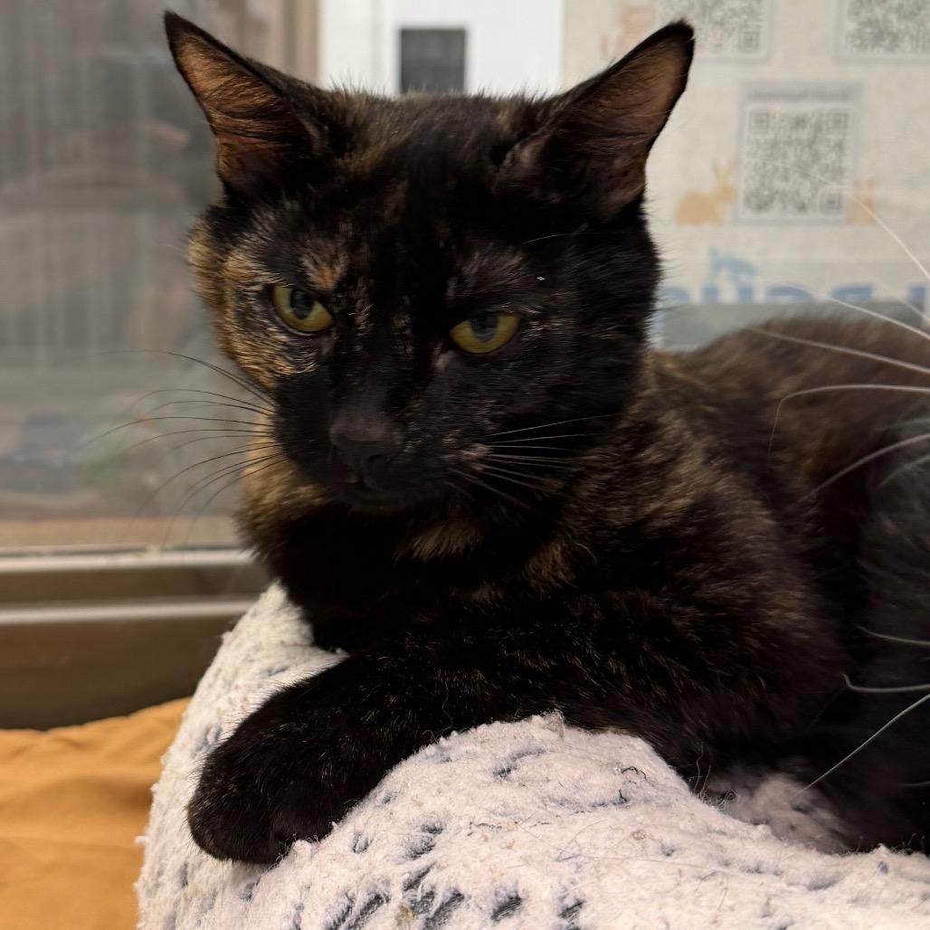 Enlarge Lindsay, a Adoptable Domestic Short Hair in Durango, CO image 2/3