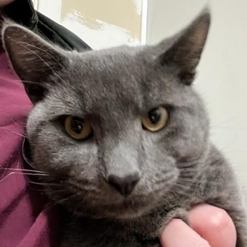 Enlarge Figaro, an adopted Domestic Short Hair in Portland, OR image 3/3