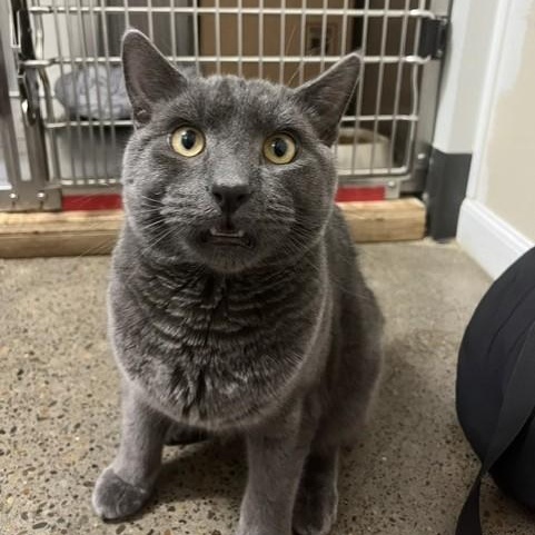 Figaro, adopted, Young Male Domestic Short Hair.