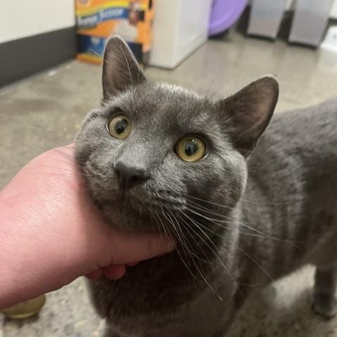 Enlarge Figaro, an adopted Domestic Short Hair in Portland, OR image 2/3