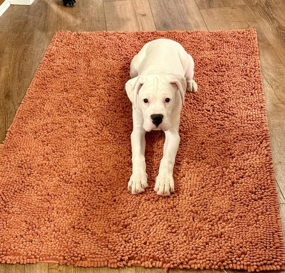 Taters, a Adoptable Boxer in Columbus, OH image 1/6