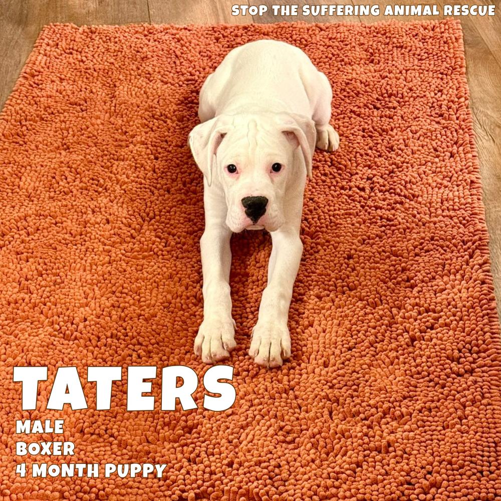 Taters, a Adoptable Boxer in Columbus, OH image 2/6