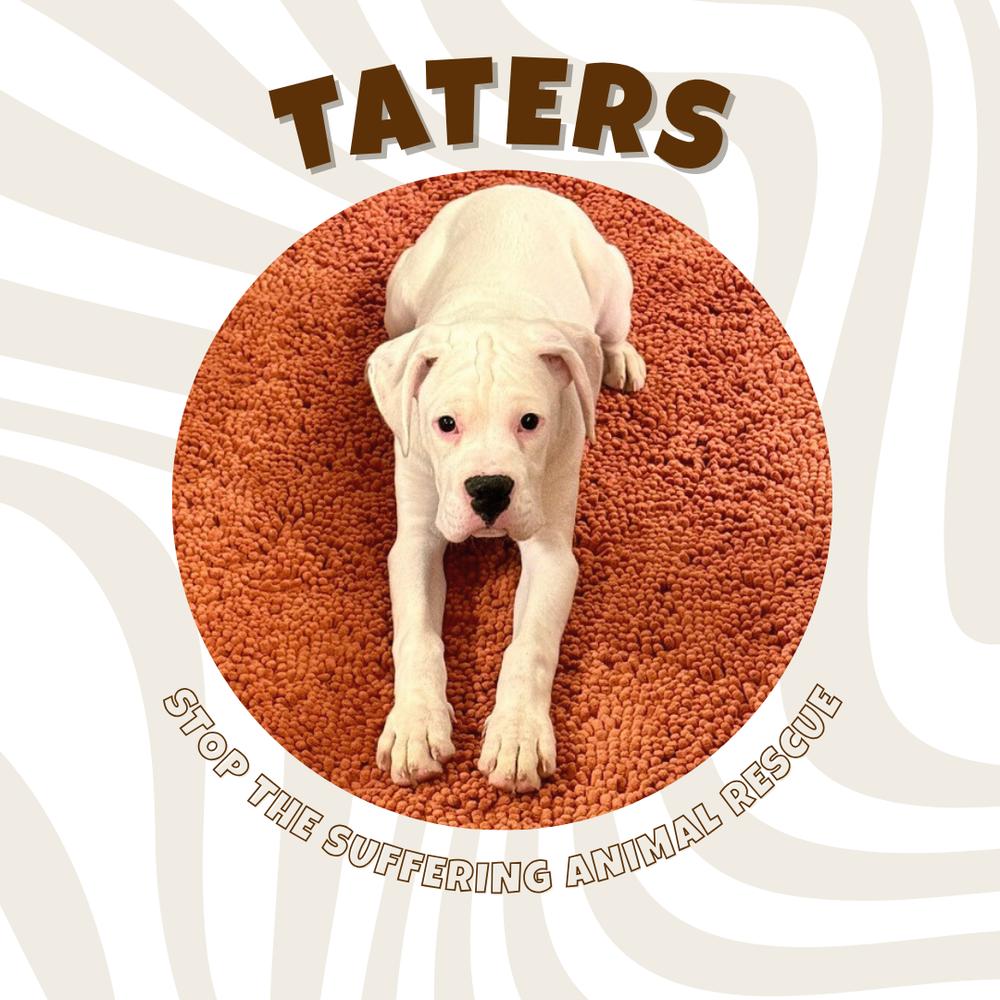 Taters, a Adoptable Boxer in Columbus, OH image 3/6