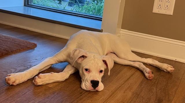 Taters, a Adoptable Boxer in Columbus, OH image 4/6