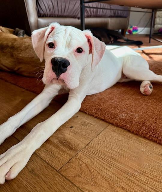 Taters, a Adoptable Boxer in Columbus, OH image 5/6