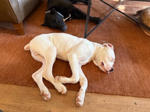 Taters, a Adoptable Boxer in Columbus, OH image 6/6