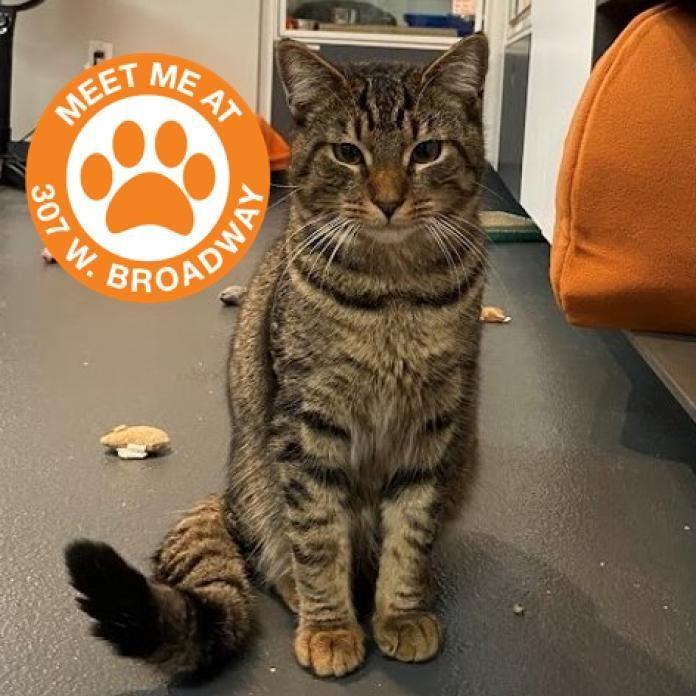 Enlarge Cheeta, a Adoptable Domestic Short Hair in New York, NY image 1/1